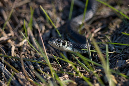 A grass snake lurking in the grass