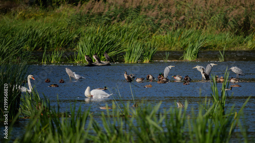 Flock of various waterbirds including swans, herons, ducks, and cormorants on a Narew river in Poland