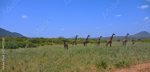 giraffe tall African mammal belonging to the genus Giraffa. Specifically, It is an even-toed ungulate. It is the tallest living terrestrial animal and the largest ruminant on Earth. 