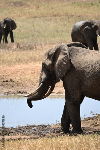 Photography African elephants are members of the genus Loxodonta comprising two living elephant species, the African bush elephant (L