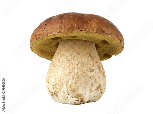 Fotografie Fresh Porcini Mushroom Isolated