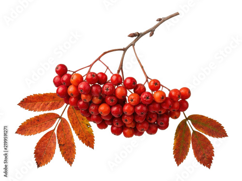 Cuadro en lienzo Cluster of Ripe Rowan Berries on Branch
