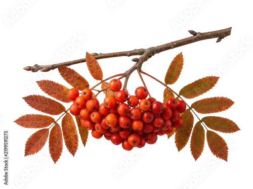 Fotografie Autumn Rowan Berries on Branch