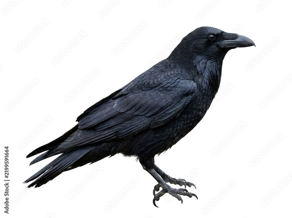 Obraz premium Common Raven Isolated on White