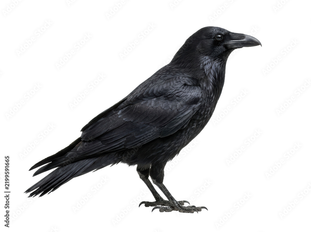 Obraz premium Common Raven Standing on White