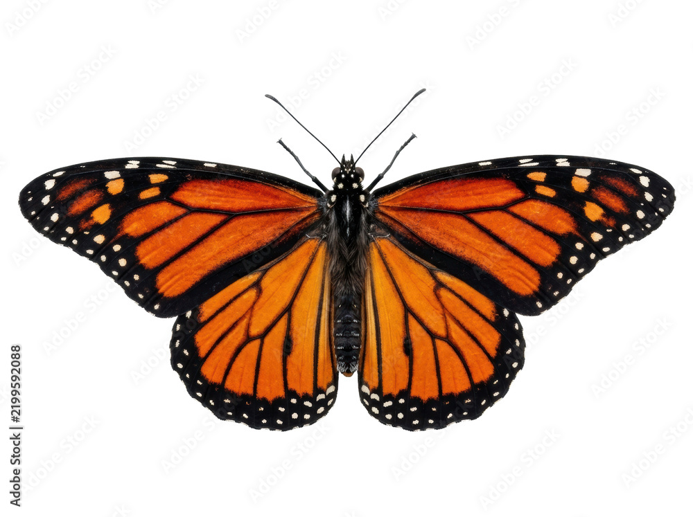 Obraz premium Monarch Butterfly Isolated on White