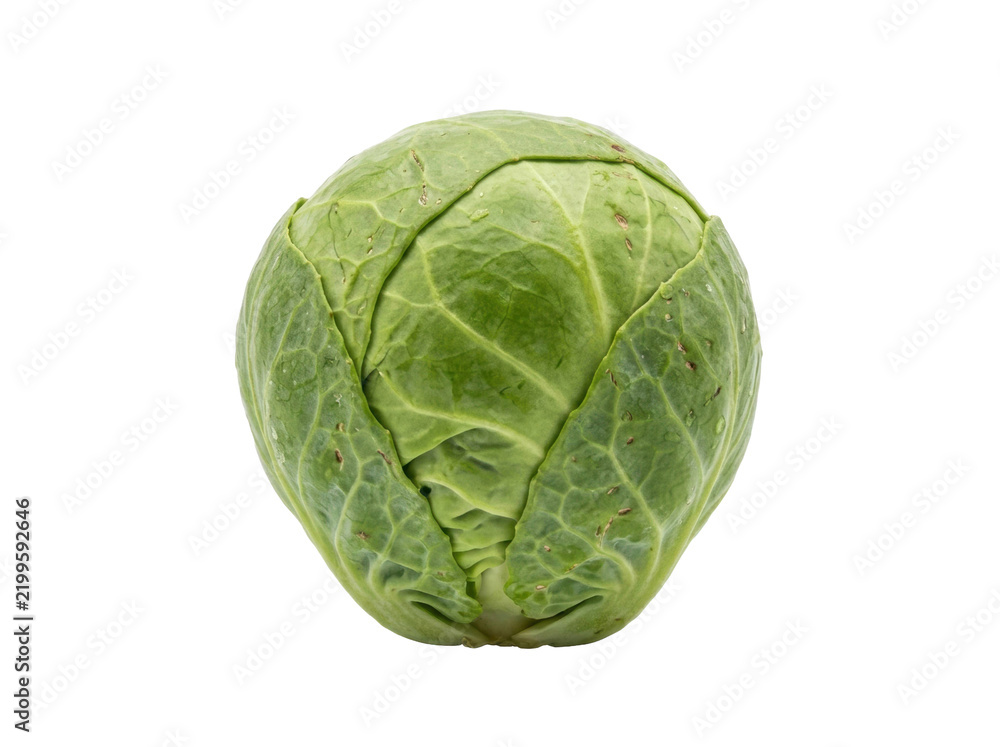 Fototapeta premium Fresh Whole Green Cabbage Head