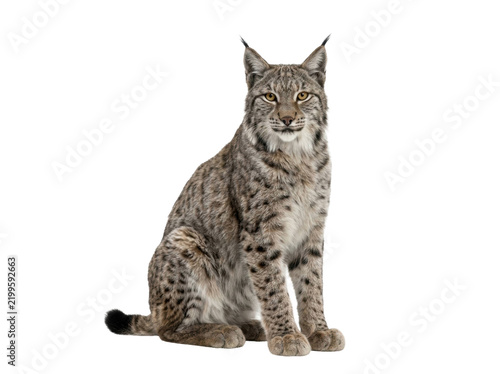Eurasian Lynx Sitting Isolated