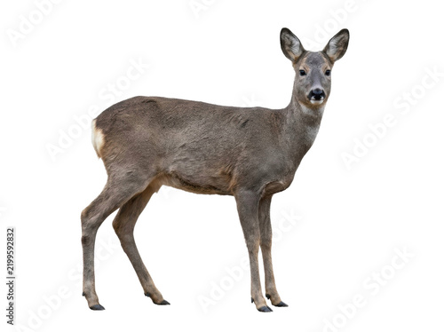 Quadro su tela Full Body Portrait of a Roe Deer