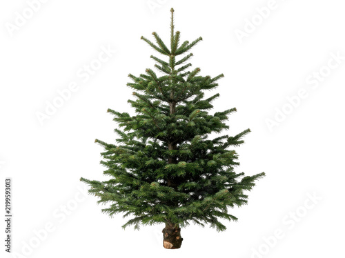 Full Nordmann Fir Christmas Tree