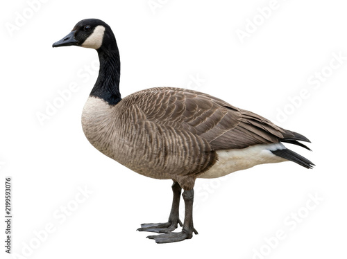 Картината върху платно Canada Goose Standing Isolated