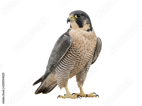Peregrine Falcon Standing Isolated