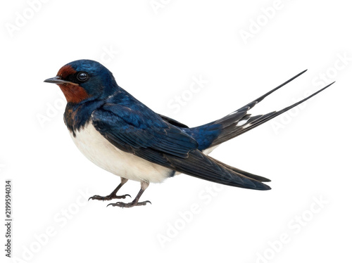 Barn Swallow Bird Isolated on White