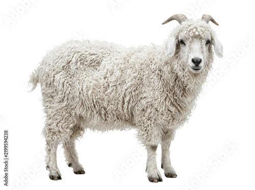 Bild auf Leinwand Angora Goat Standing on White Background