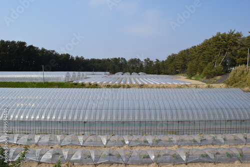 Naklejka 農業用ビニールハウス