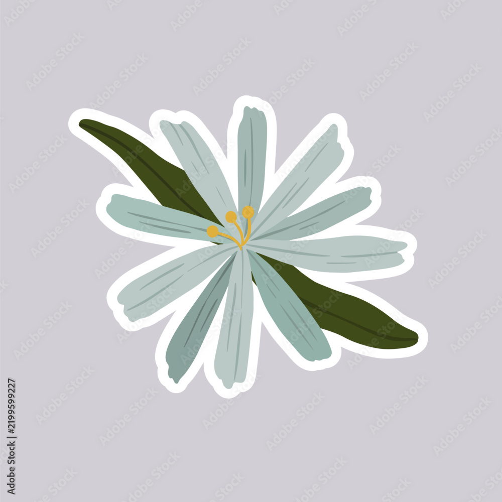 Obraz premium Blooming early scilla flower vector