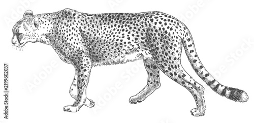 Photography Engraving Cheetah - Acinonyx jubatus