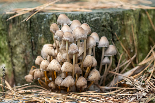 Large Wild Mushroom Cluster Growing On A Forest Stump. Straw And Pine Needles In The Foreground. Closeup Autumn Forest Scene
