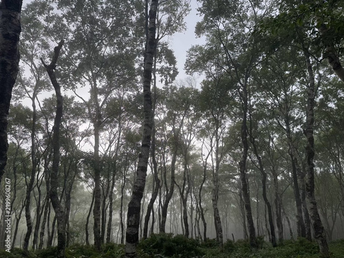 Принти на полотні Tranquil white birch forest shrouded in light mist with lush green undergrowth