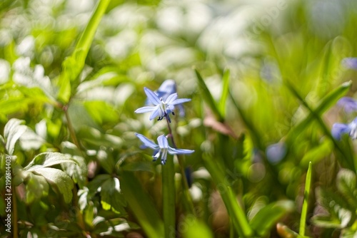 Picturesque blur of a spring garden with first scilla bells