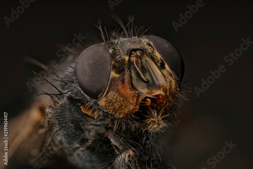 Entomological macro of housefly head detailing compound eyes with ommatidia structures, olfactory antennae with arista sensory bristles, maxillary palps, and mechanoreceptive cuticle setae