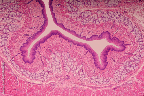 Canine esophagus histology close up view of mucosal fold showing rich submucosal acinar glands and dense cellular epithelial lining with Hematoxylin and Eosin stain