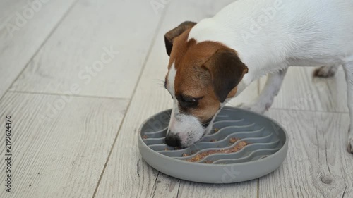 A Jack Russell Terrier eats treats from a licking mat. Slow feeding dish.