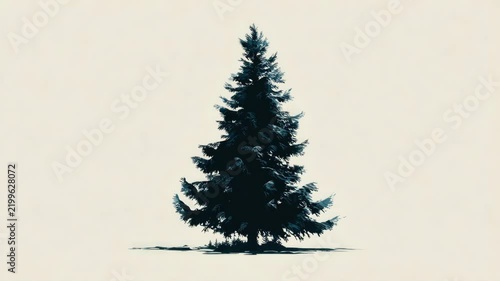 Majestic evergreen pine tree isolated on a minimalist white background