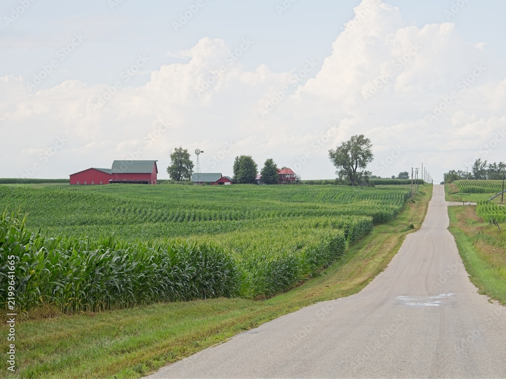 Obraz premium Central Illinois cornfield after an afternoon rain shower.