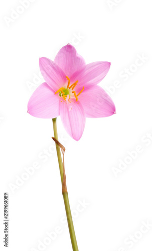 Delicate Pink Flower Blooming with Green Stem.
