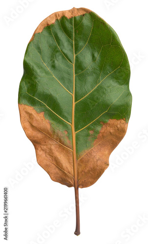 Single Green Leaf with Brown Edges and Prominent Veins.