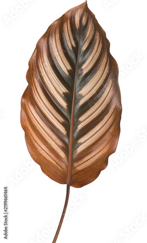 Close-up of a Beautiful Brown and Black Striped Leaf with Detailed Texture.