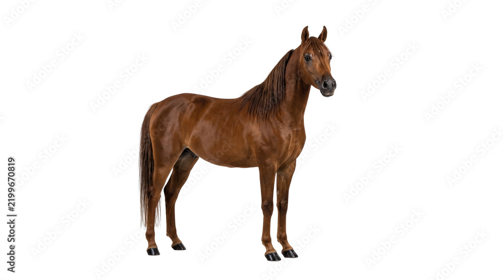 Fototapeta premium Chestnut brown horse standing on white background, majestic purebred stallion in side profile, elegant domestic equine animal with shiny coat
