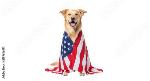 Happy golden retriever dog wrapped in american flag isolated on white.