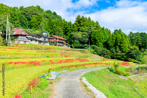 Naklejka 江里山の棚田とヒガンバナ 佐賀県小城市