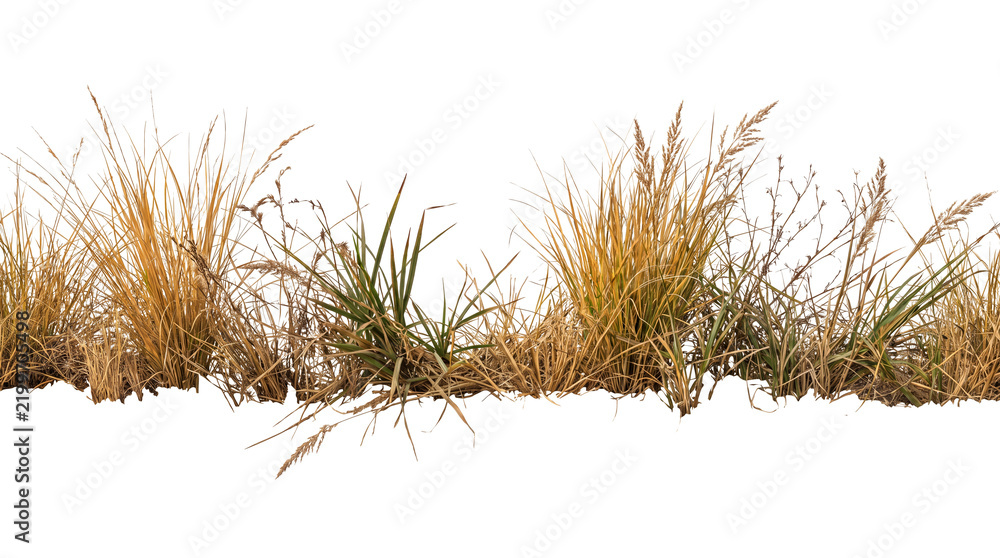 Obraz premium Dry savanna grass strip isolated on black background, tall wild golden meadow vegetation for architectural visualization and matte painting nature foreground element.