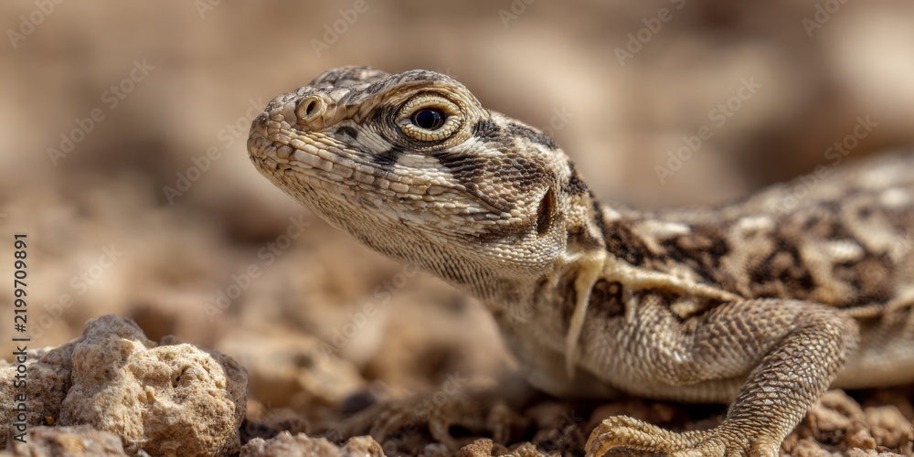 Obraz premium Desert creatures like lizards and snakes, clear focus, neutral background, naturalistic detail