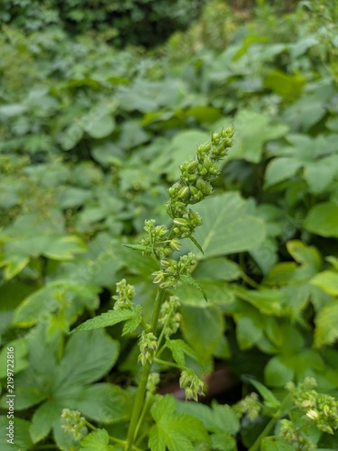 Obraz na plátně Green flower buds of a kudzu vine covered with fine hairs