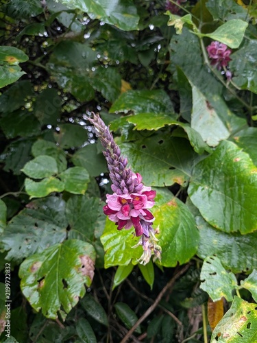 Obraz na plátně Purple kudzu flower spike blooming among broad green leaves