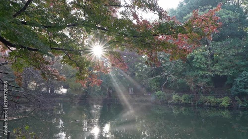 Sunbeams shine through colorful autumn leaves over a tranquil lake.