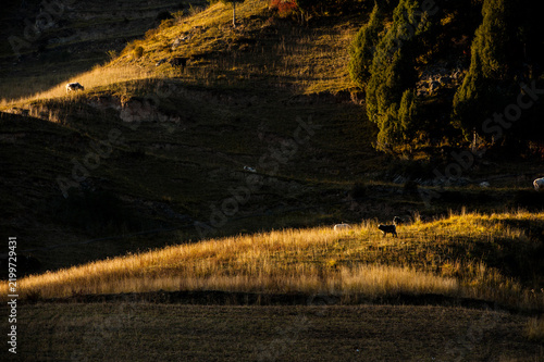 Autumn Landscape in Qinghai, China
