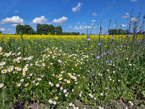 Agricultural rapeseed field with daisies and chicory in the foreground. Altai Krai.