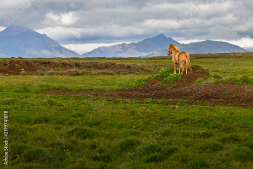 Cuadro en lienzo Icelandic horse on mound