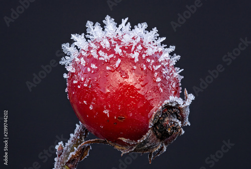 Frozen rose hip macro with frost on red berry surface photograph