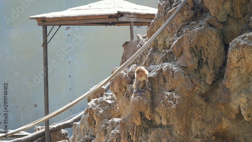 young snow monkey looking scared sitting and holding the rockwork in the zoo during the day