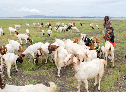 Family and Children Feeding Goats at Pasak Jolasid Dam in Lopburi, Thailand
