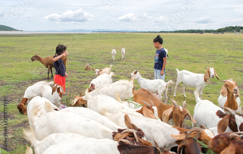 Family and Children Feeding Goats at Pasak Jolasid Dam in Lopburi, Thailand
