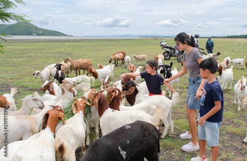 Family and Children Feeding Goats at Pasak Jolasid Dam in Lopburi, Thailand