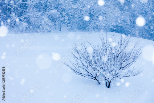 snow covered tree