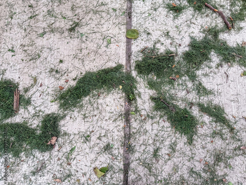 Obraz na płótnie Scattered fresh green grass clippings, small twigs, and fallen brown leaves on a textured grey concrete surface, creating a natural background pattern after a recent lawn mowing